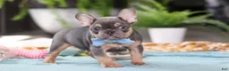 French Bulldog dogs for sale: Oliver - Ad 3