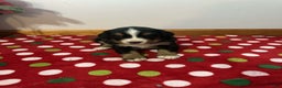 Bernese Mountain Dog dogs for sale: Hazel - Ad 1