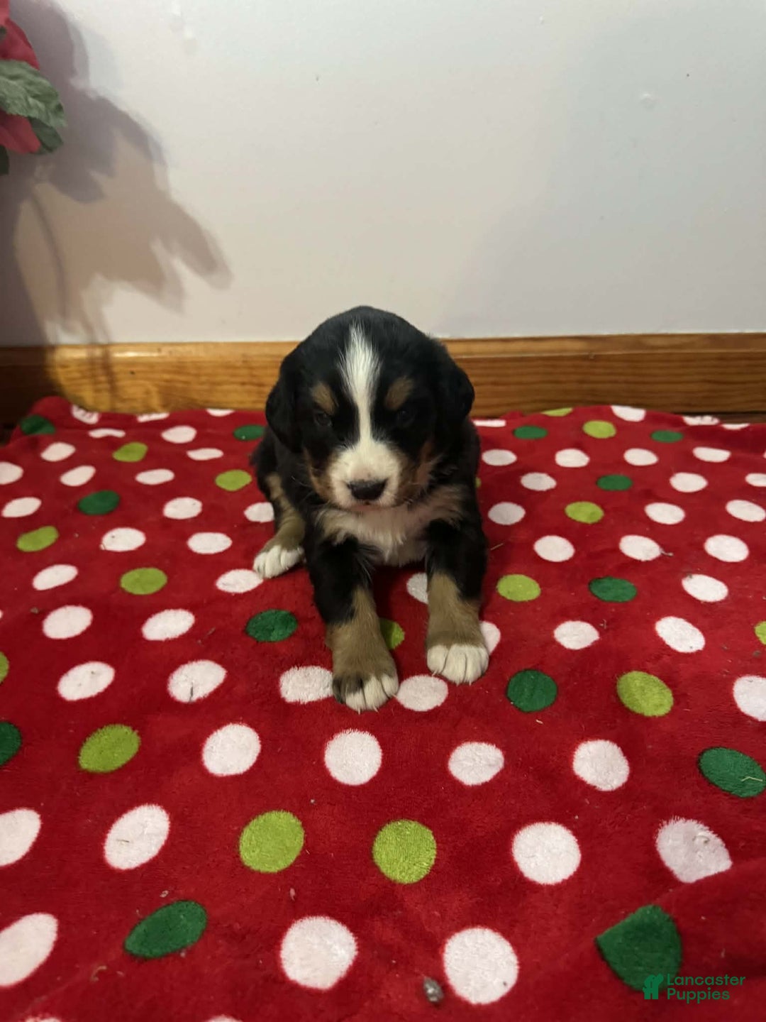 Bernese Mountain Dog dogs for sale: Hazel - Ad 1