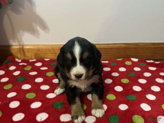 Bernese Mountain Dog dogs Hazel - Ad 1