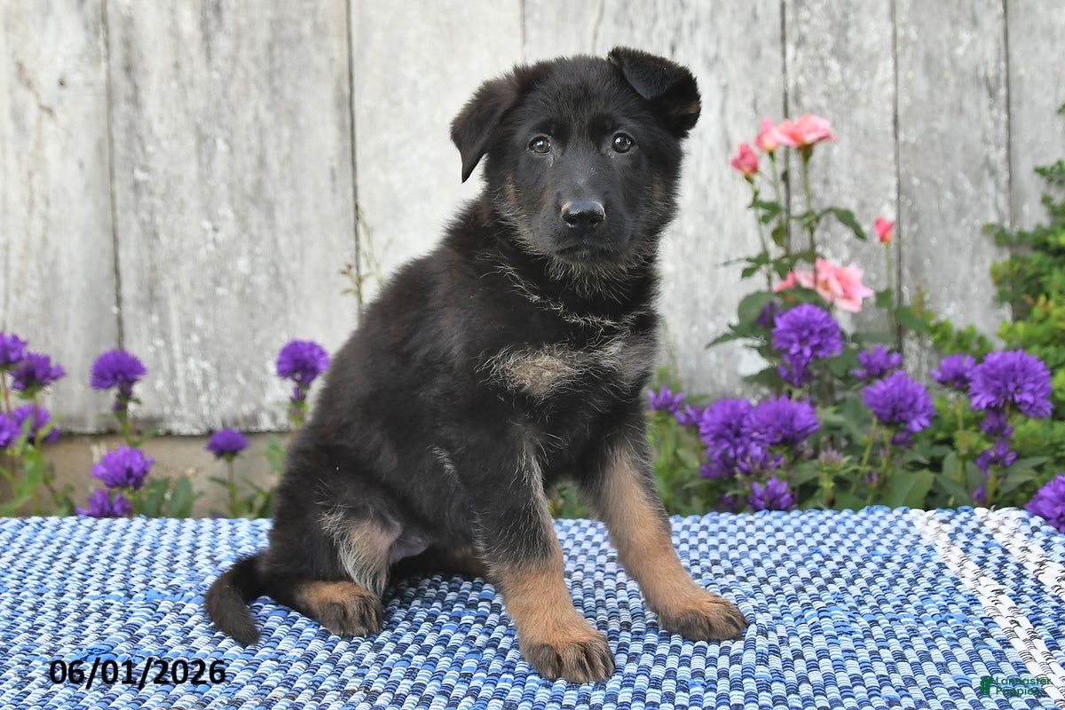 German Shepherd dogs Lula - Ad 2
