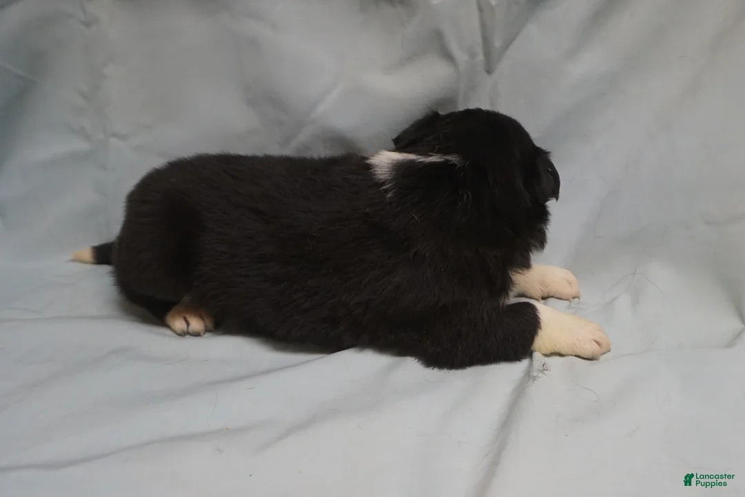 Border Collie dogs for sale: Winnie,   Puppy 2 - Ad 5