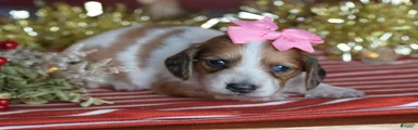 Holly