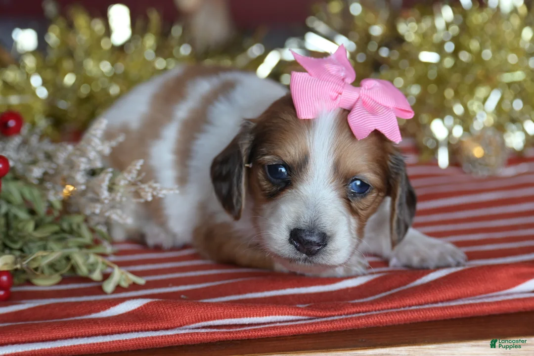 Dachshund dogs for sale: Holly - Ad 1