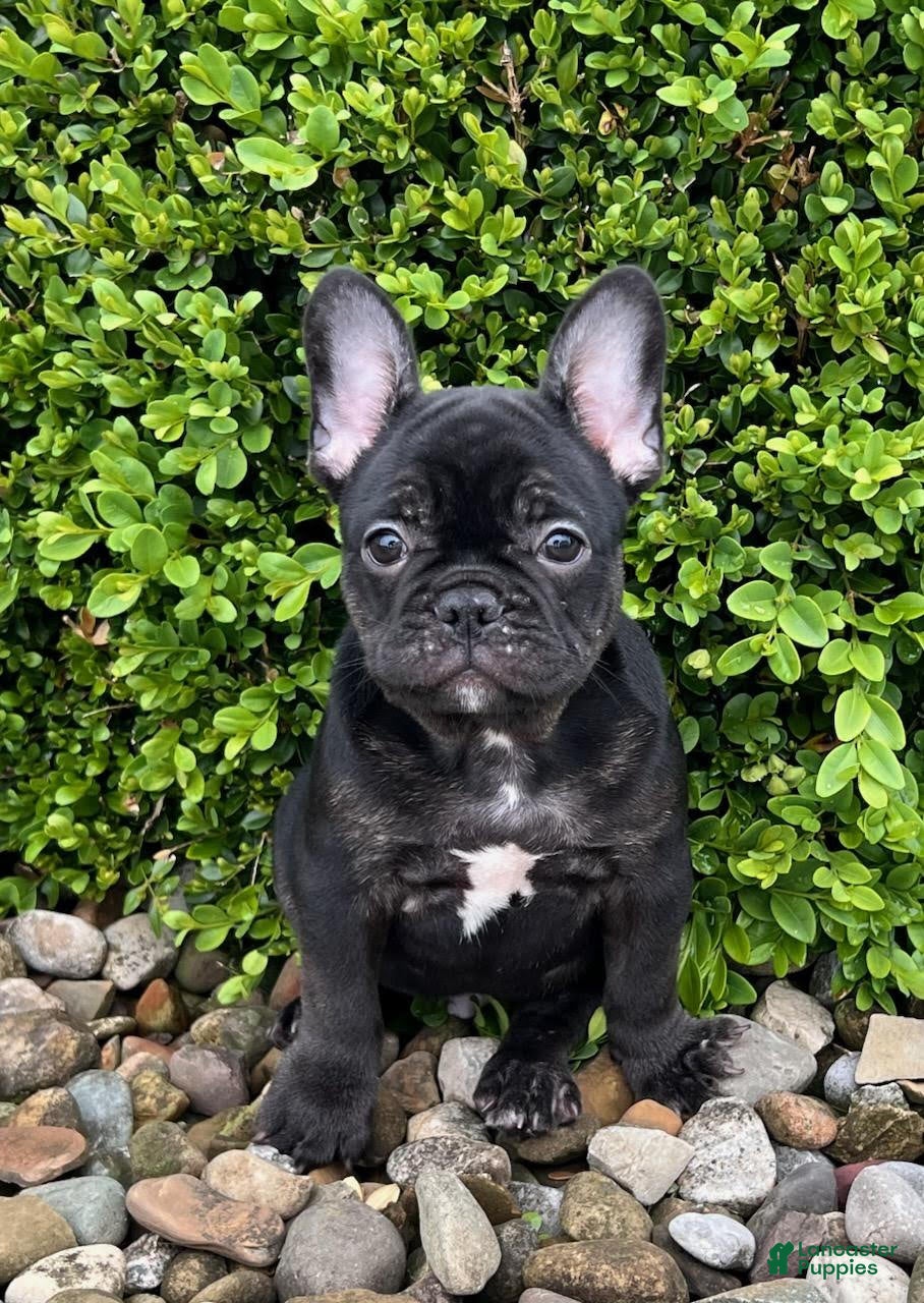 French Bulldog dogs for sale: Bruno - Ad 2