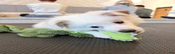 Pomeranian dogs for sale: Gus 🦴 - Ad 6