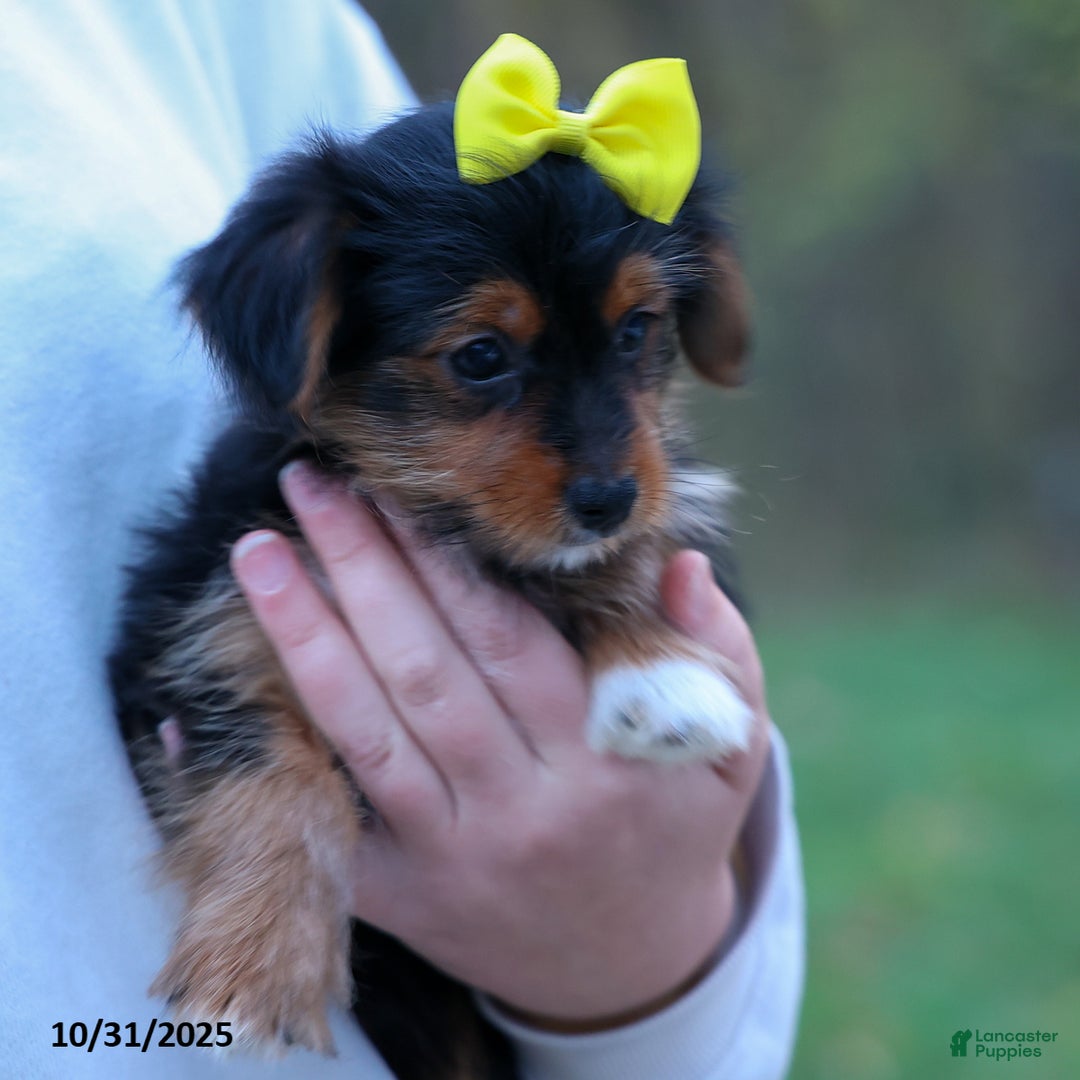 Yorkshire Terrier dogs for sale: Winston - Ad 2