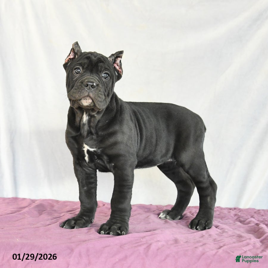 Cane Corso dogs Macaron - Ad 6
