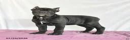 Cane Corso dogs for sale: Macaron - Ad 1