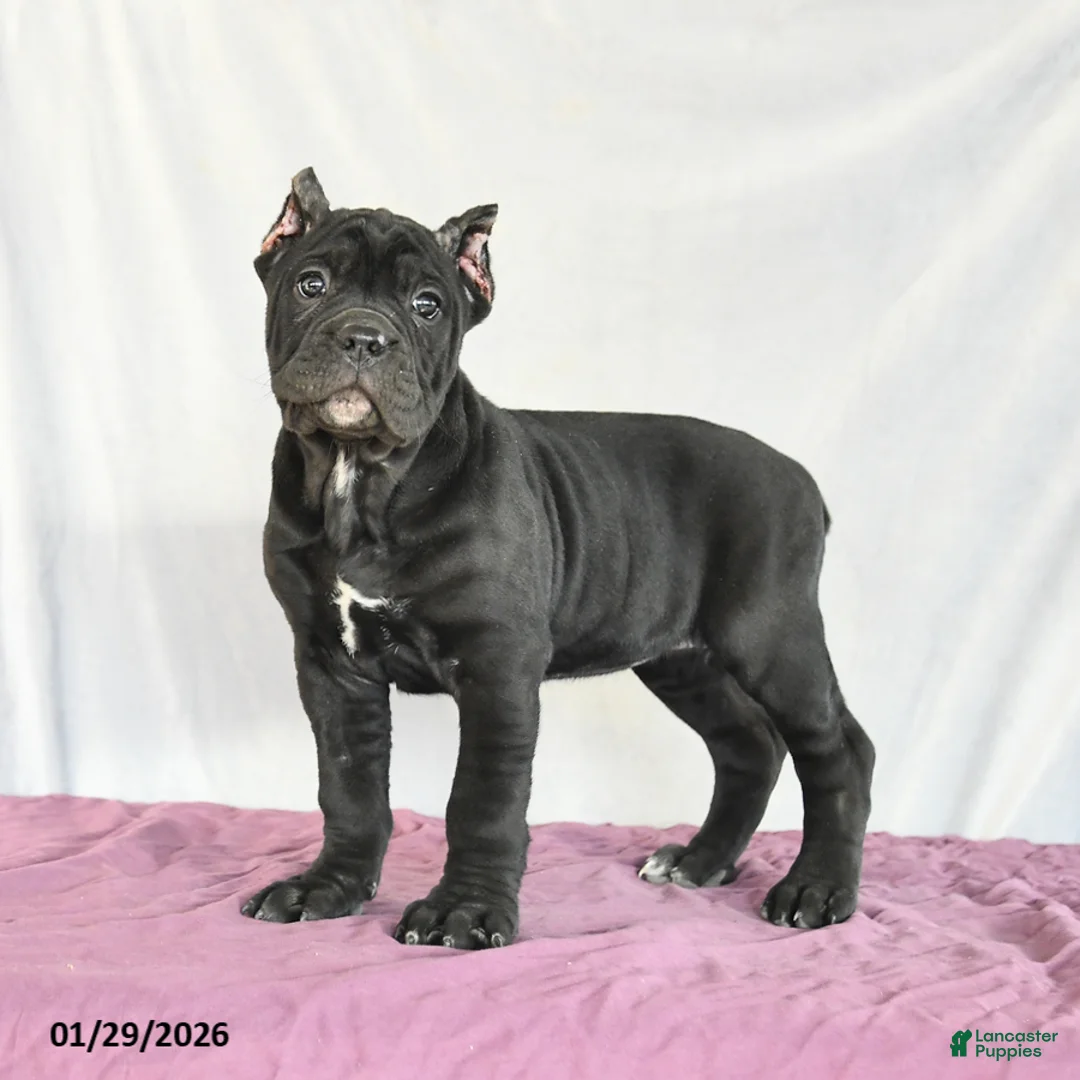 Cane Corso dogs for sale: Macaron - Ad 1