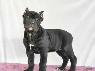 Cane Corso dogs Macaron - Ad 6