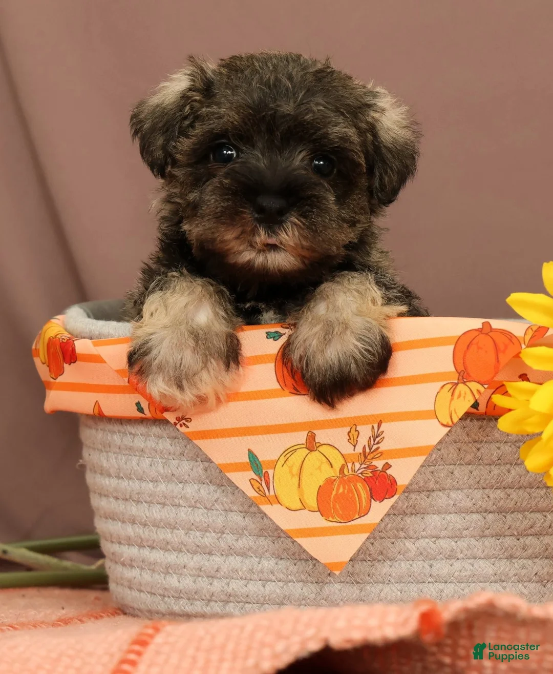 Miniature Schnauzer dogs for sale: Cheyenne - Ad 1