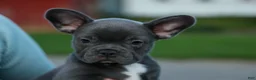Frenchton dogs for sale: MILO - Ad 7