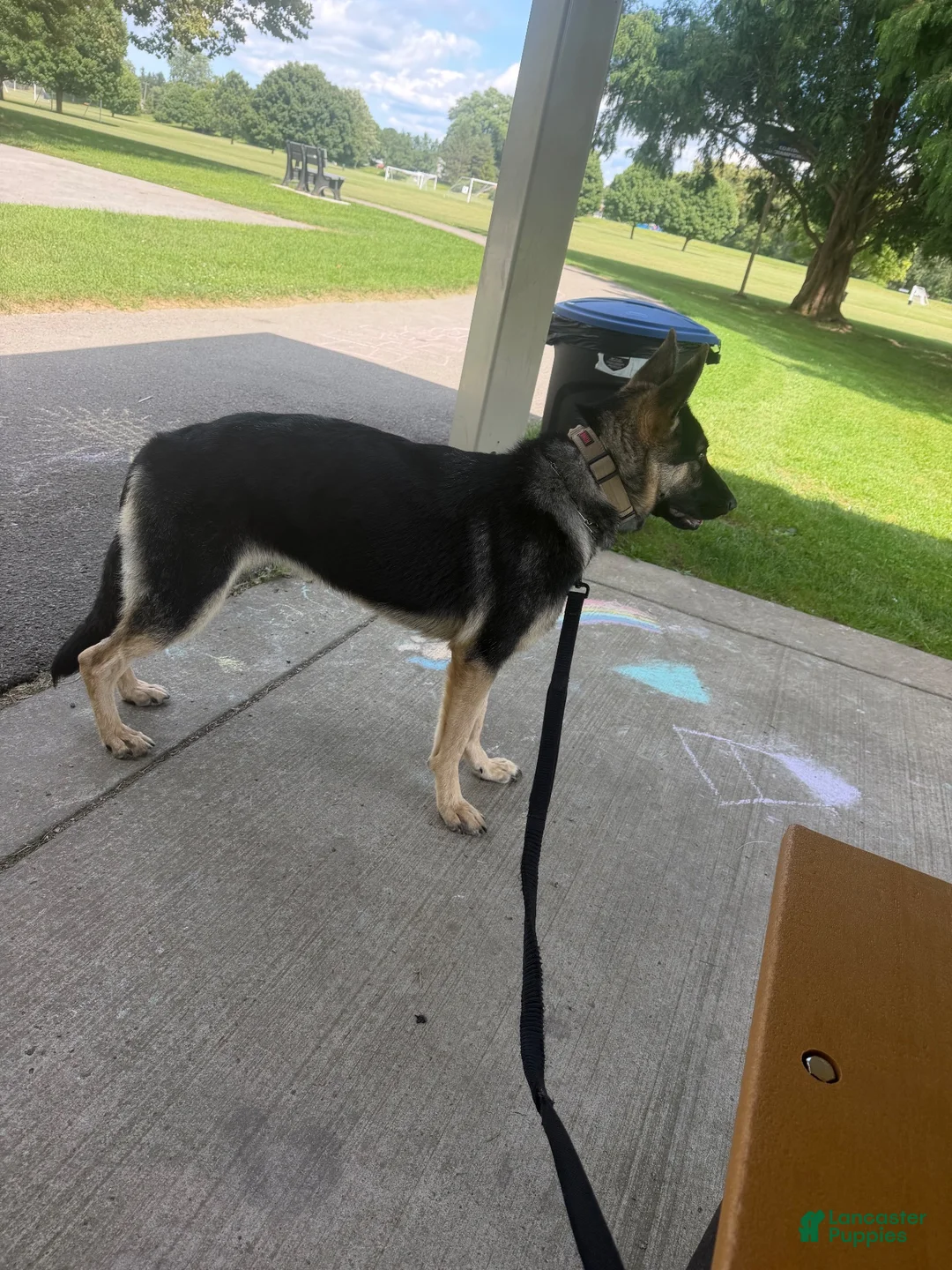 German Shepherd dogs for sale: German Shepherd 1 - Ad 2