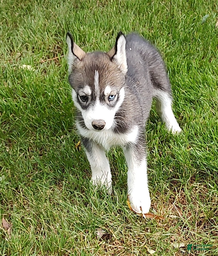 Siberian Husky dogs Sonya's female 3 - Ad 24