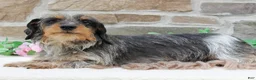 Miniature Dachshund dogs for sale: Paige - Ad 5