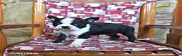 Boston Terrier dogs for sale: Cannoli - Ad 2