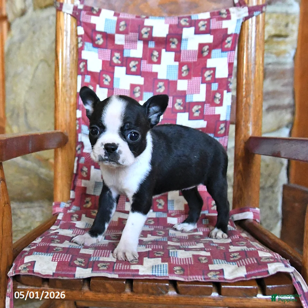 Boston Terrier dogs for sale: Cannoli - Ad 2