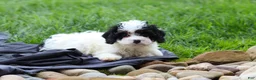 Cavapoo dogs for sale: Joy - Ad 11