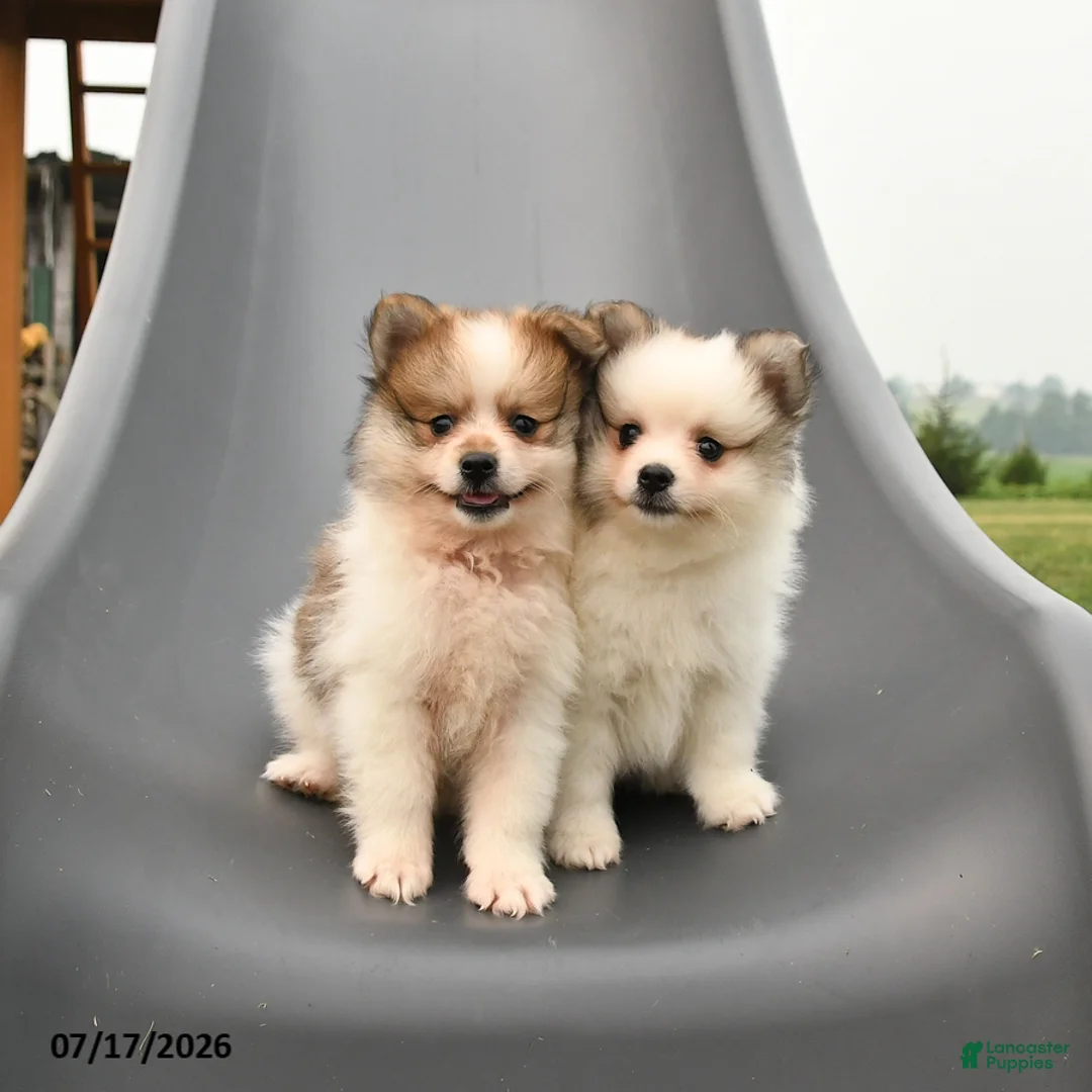 Pomeranian dogs for sale: Milan - Ad 5