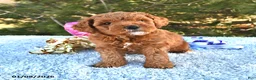 Mini Goldendoodle dogs for sale: Cupcake - Ad 7
