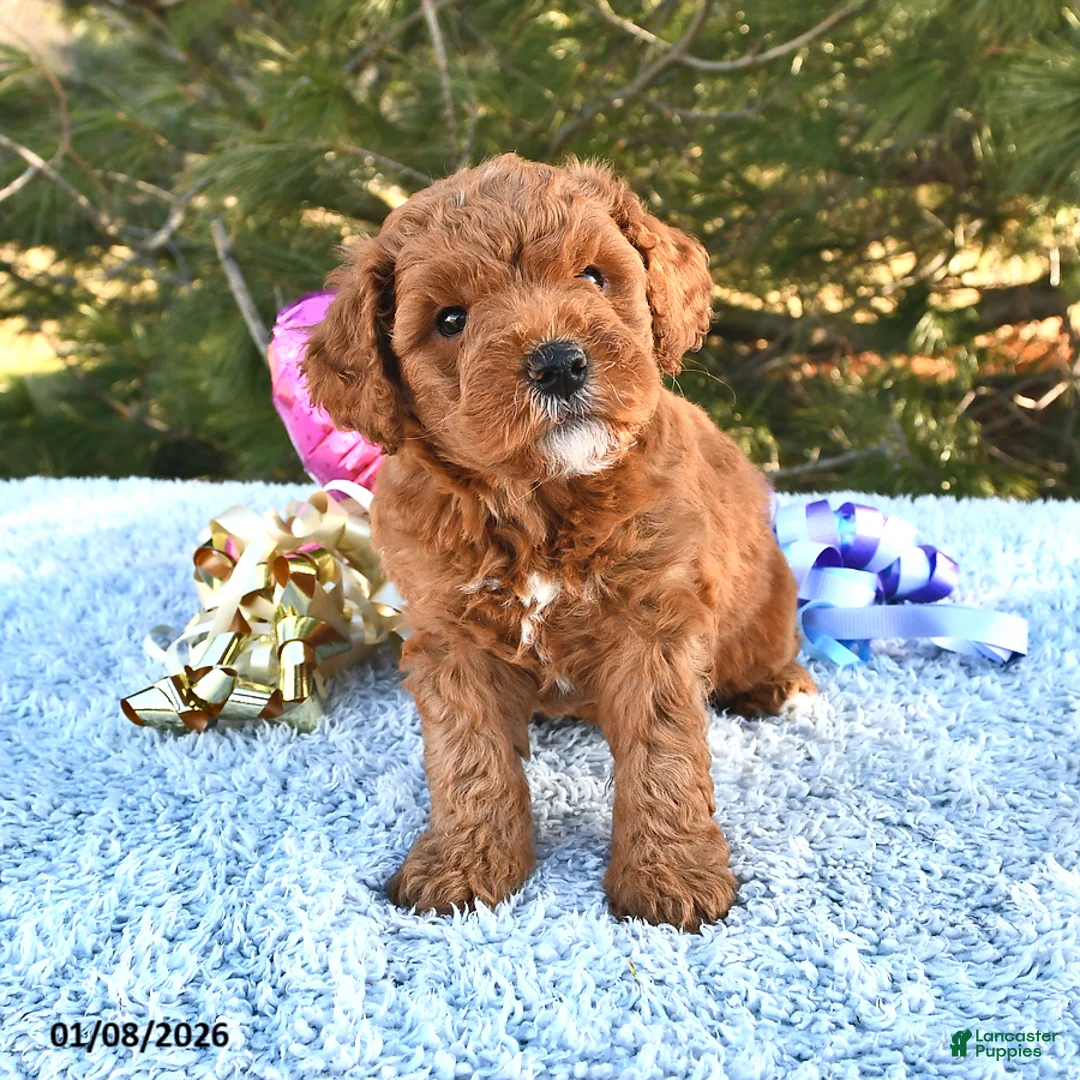 Mini Goldendoodle dogs for sale: Cupcake - Ad 7