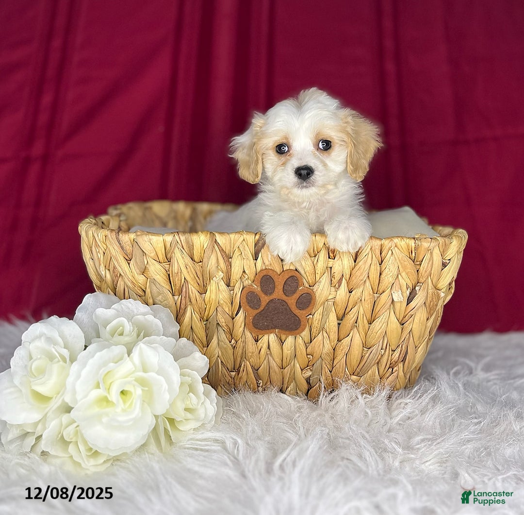 Cavachon dogs for sale: April - Ad 1
