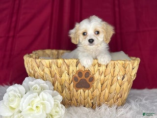 Cavachon dogs April - Ad 9