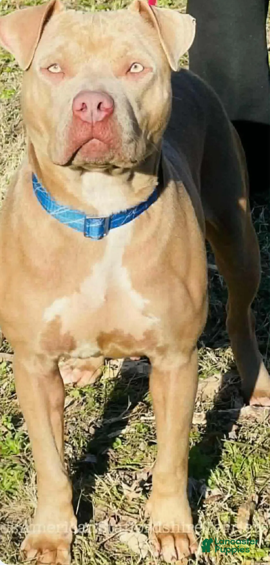 American Staffordshire Terrier dogs for sale: American Staffordshire Terriers - Ad 10