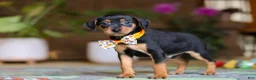 Miniature Pinscher dogs for sale: Ike - Ad 2