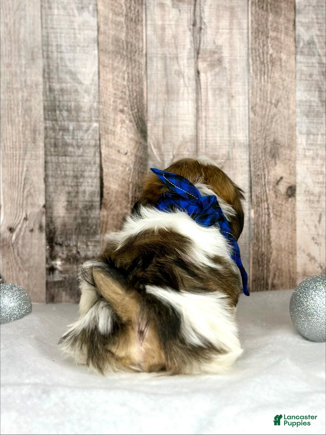 Shih Tzu dogs for sale: Holly - Ad 3
