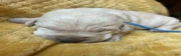 Labrador Retriever dogs for sale: Aaron - Ad 3