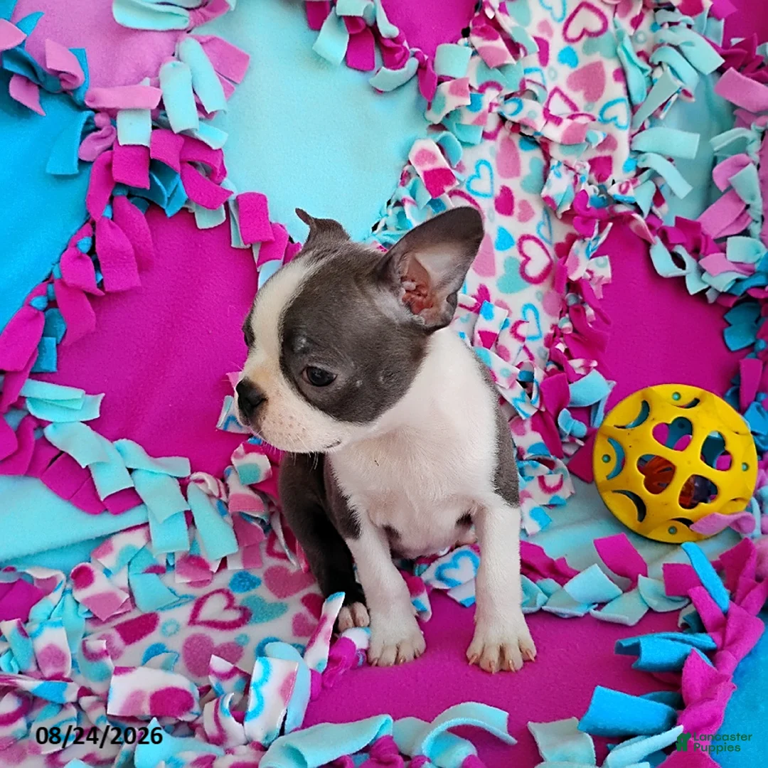 Boston Terrier dogs for sale: Ritzy - Ad 6
