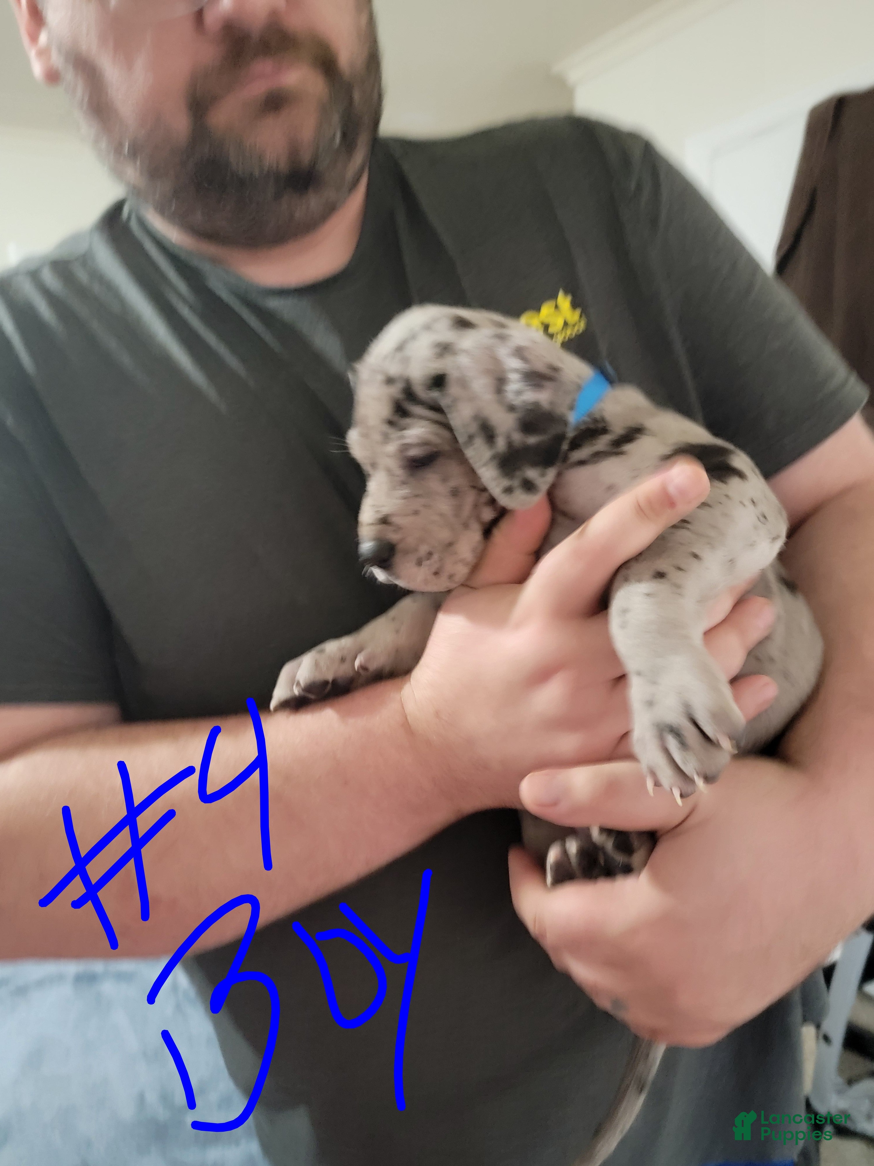 Great Dane dogs Great Dane Puppy 2 - Ad 16