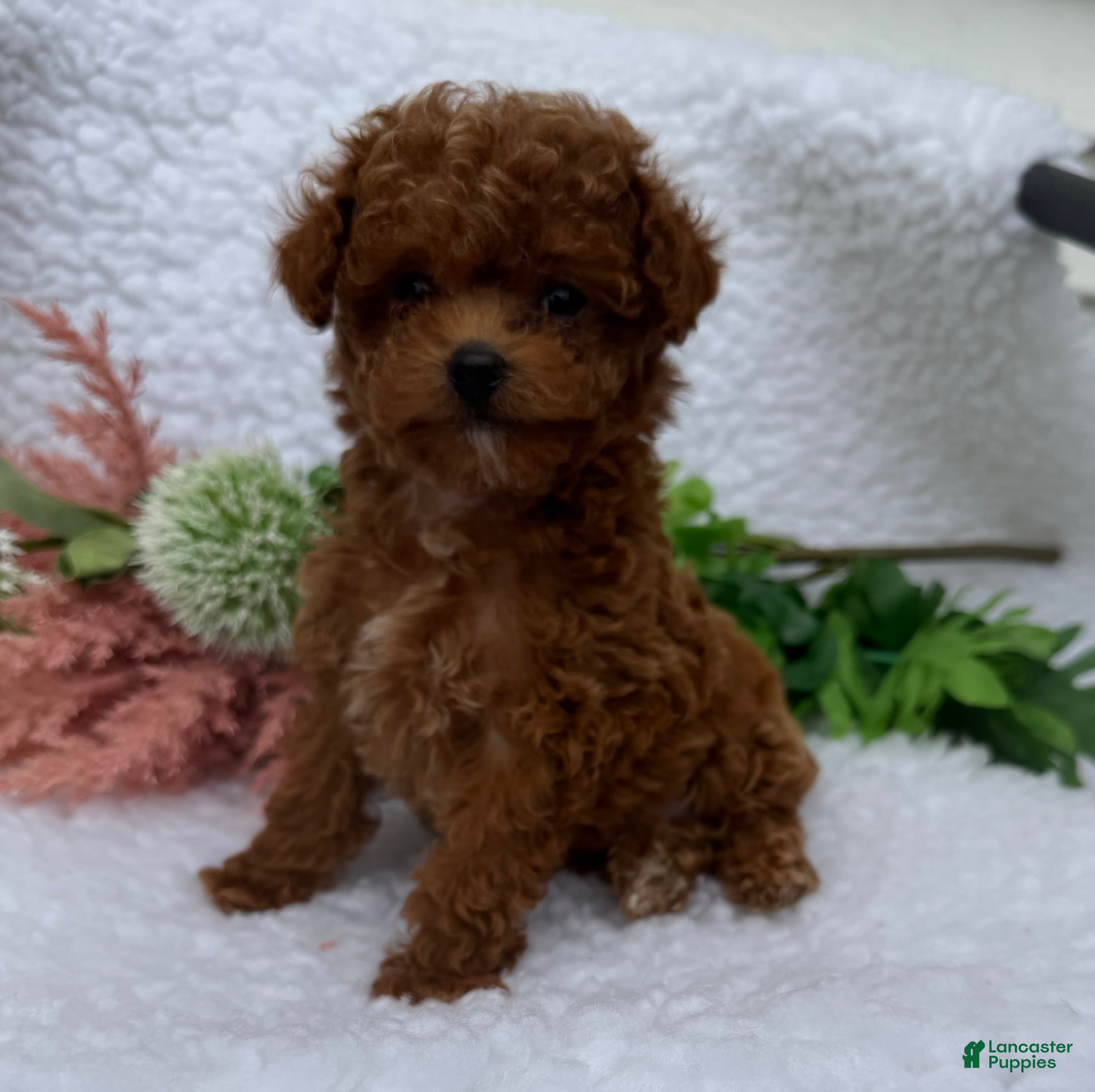Toy Poodle dogs Amber - Ad 2