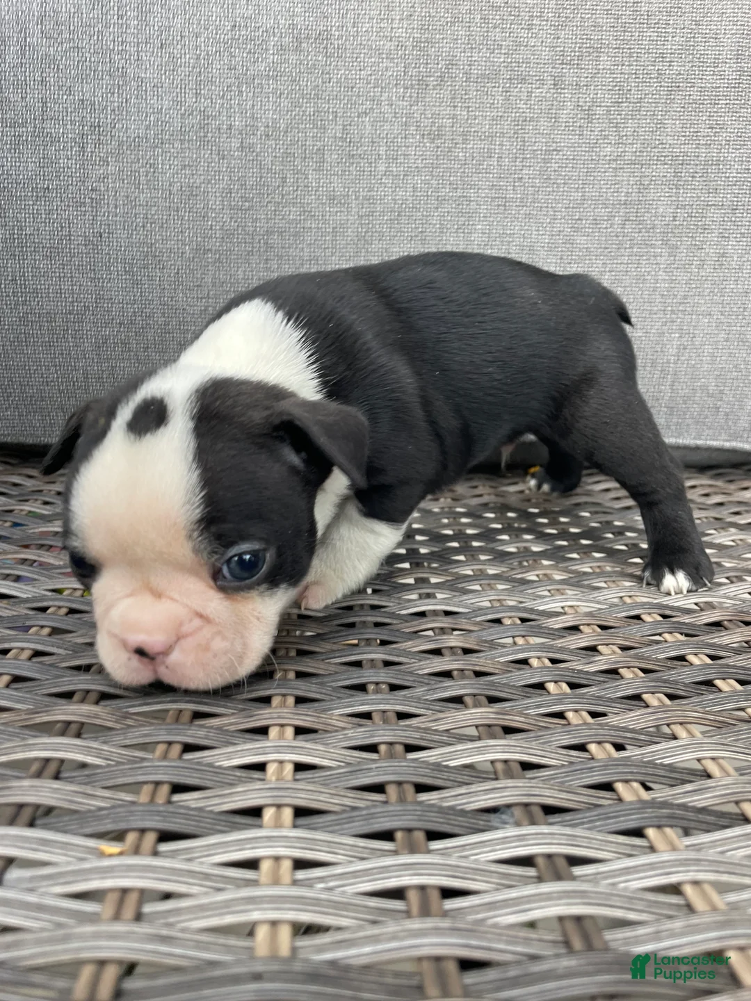Boston Terrier dogs for sale: Boston Terrier 1 - Ad 8