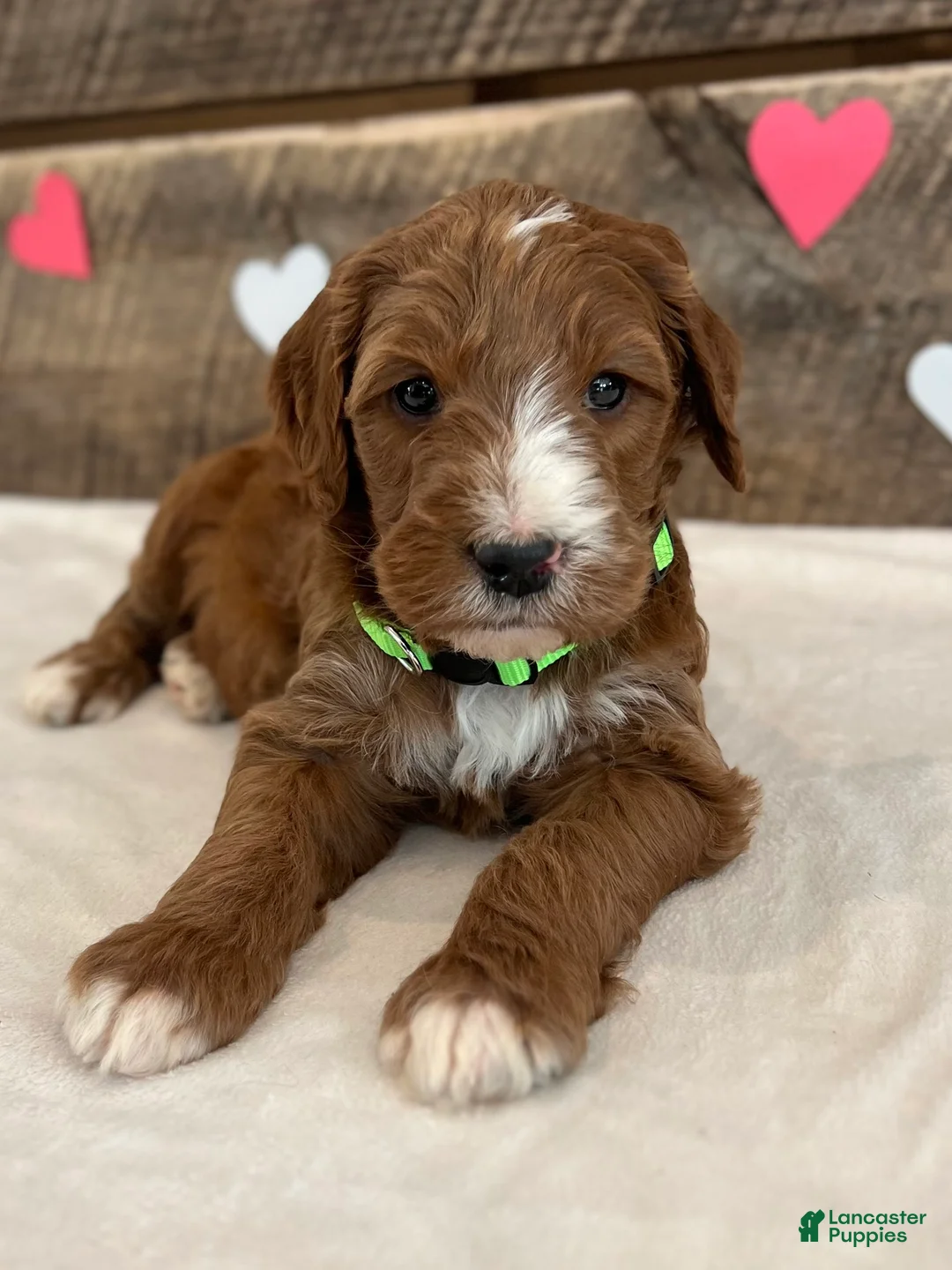Irish Doodle dogs for sale: Theodore - Ad 13
