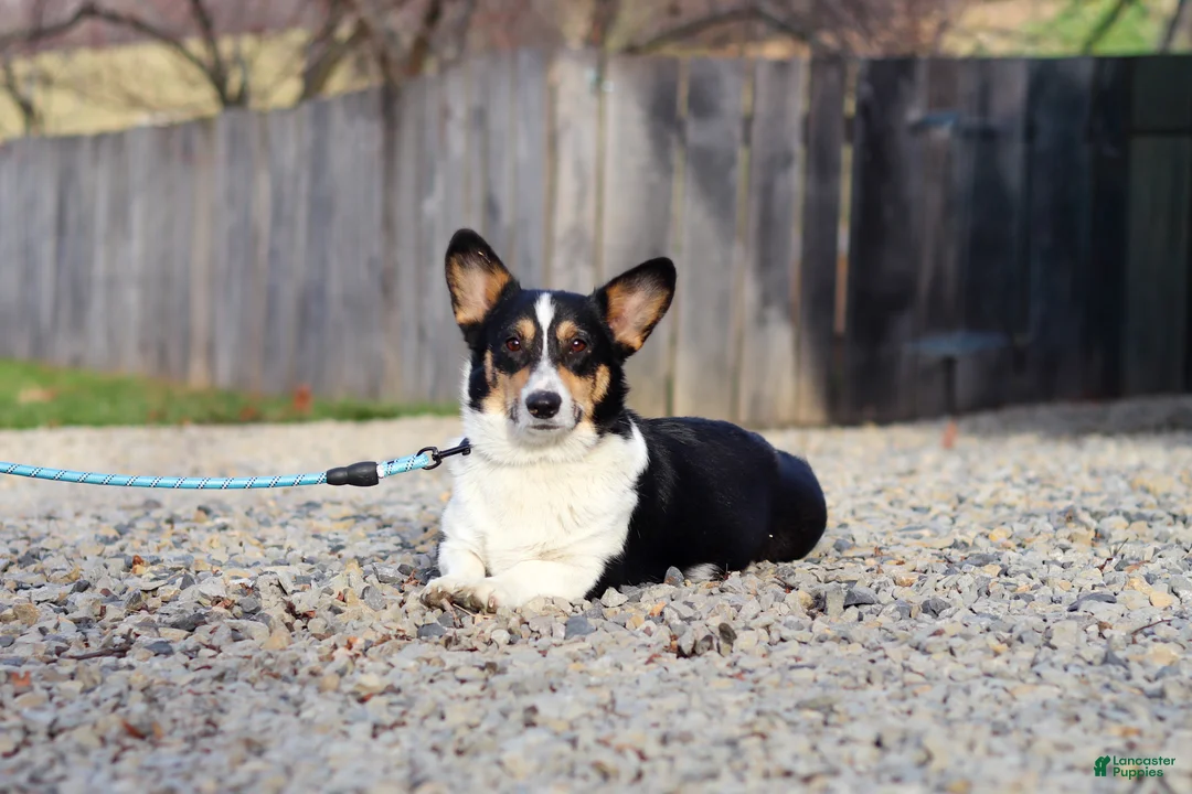 Welsh Corgi Pembroke dogs for sale: Jack - Ad 9