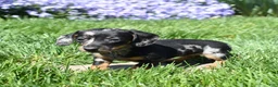 Miniature Dachshund dogs for sale: Marbles - Ad 2