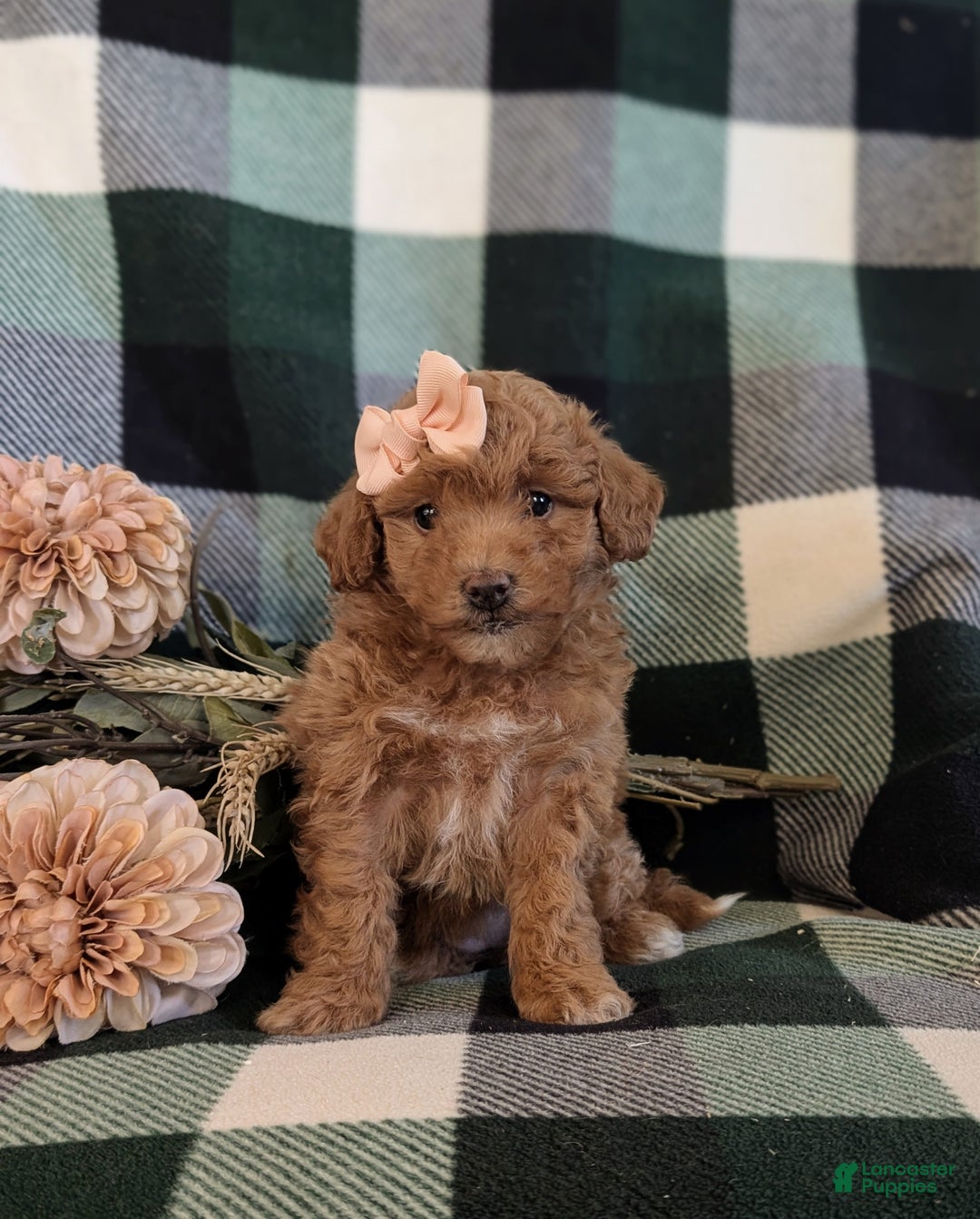 Bichpoo dogs for sale: Whitney 9 lbs full growm - Ad 2