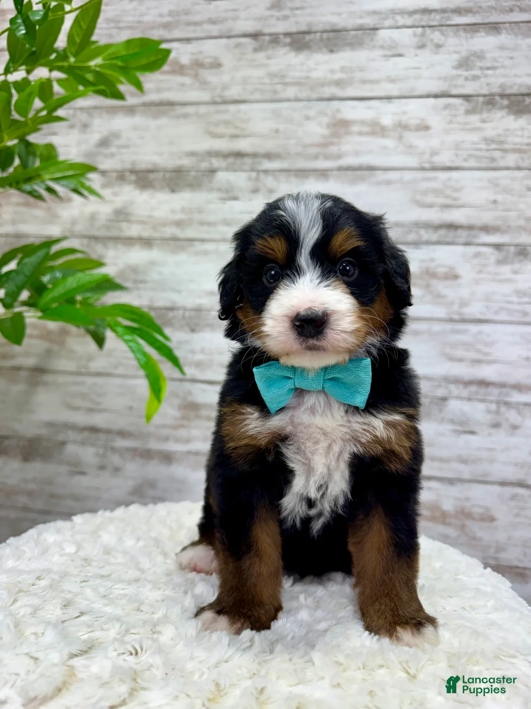 Mini Bernedoodle dogs for sale:  ❤️Chase - Ad 6