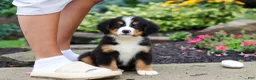 Bernese Mountain Dog dogs for sale: Charlotte - Ad 11