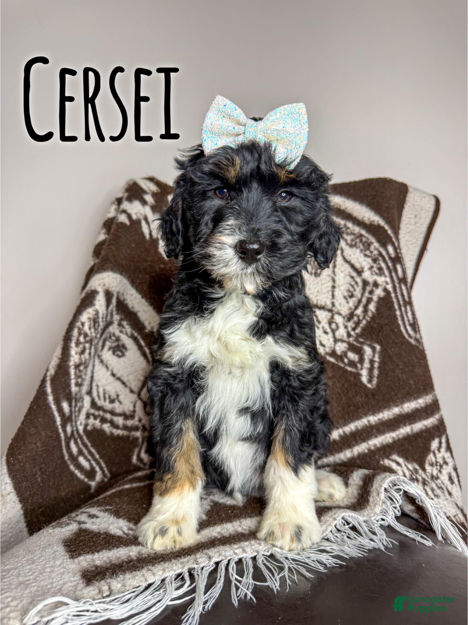Aussiedoodle dogs Cersei - Standard F1 - Ad 24