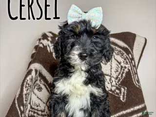 Aussiedoodle dogs Cersei - Standard F1 - Ad 16