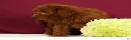 Mini Goldendoodle dogs for sale: Ollie - Ad 4