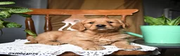 Golden Retriever dogs for sale: Chili - Ad 3