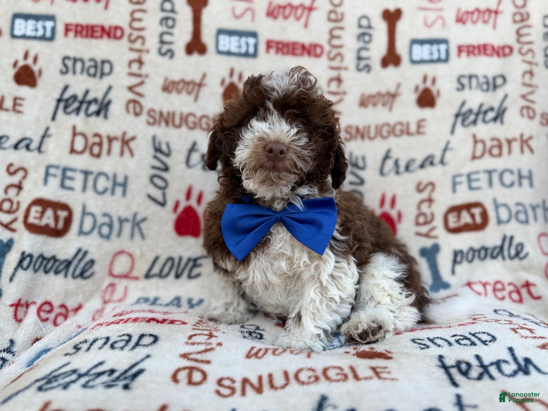 Havapoo dogs for sale: Valentino  - Ad 7