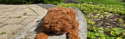 Cavapoo dogs for sale: Henry - Ad 13
