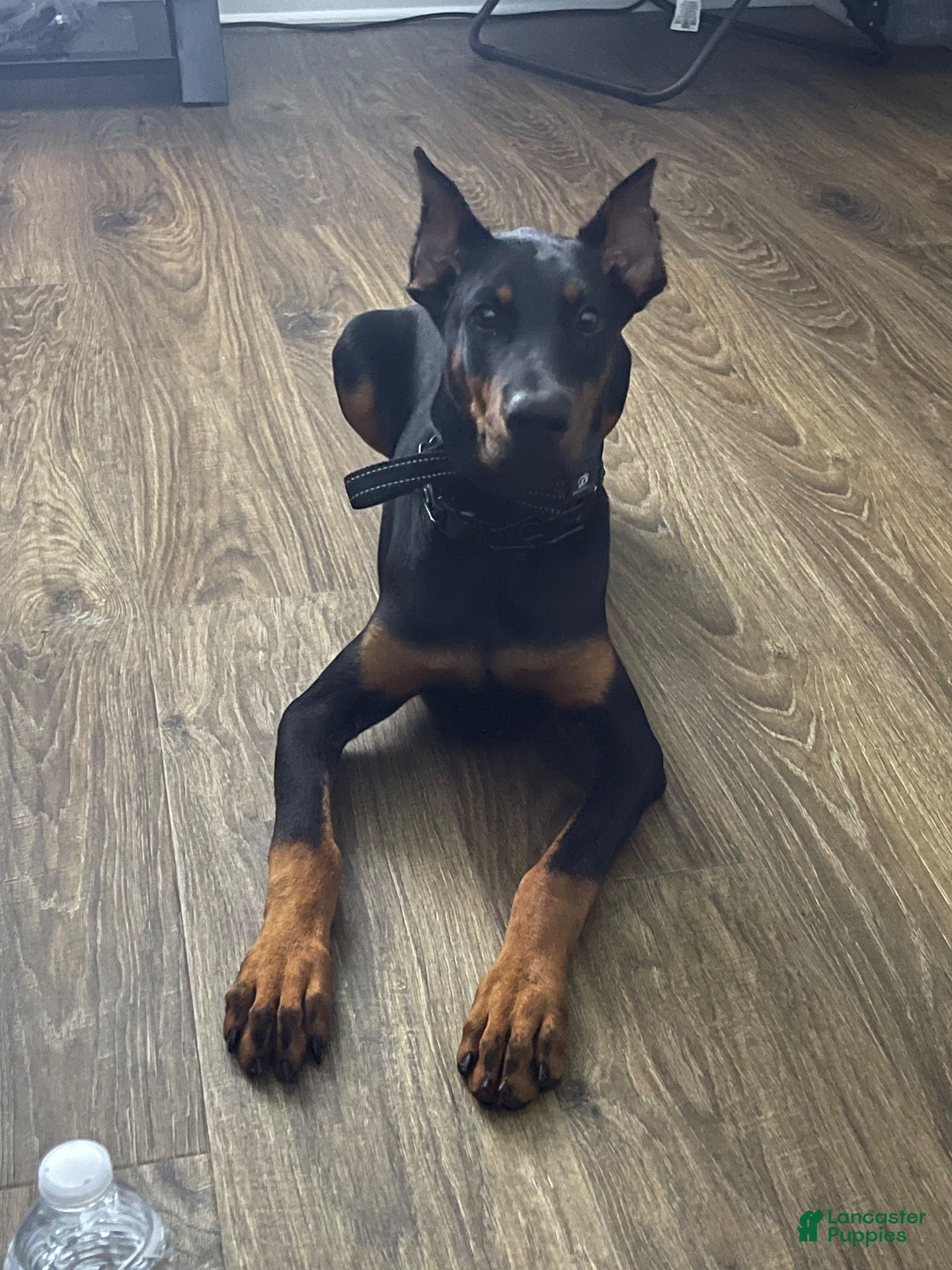 Doberman Pinscher dogs Zeus - Ad 2