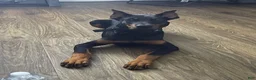 Doberman Pinscher dogs for sale: Zeus - Ad 2
